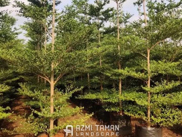 pohon-pelindung-3